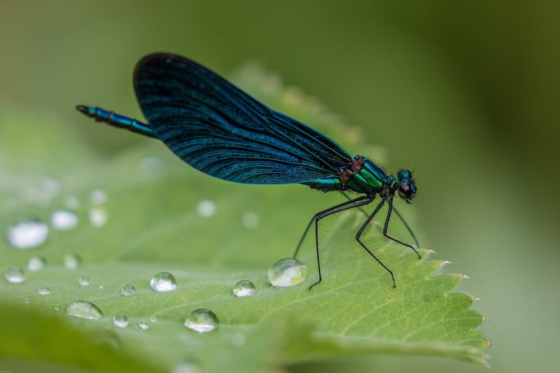 Dragonfly