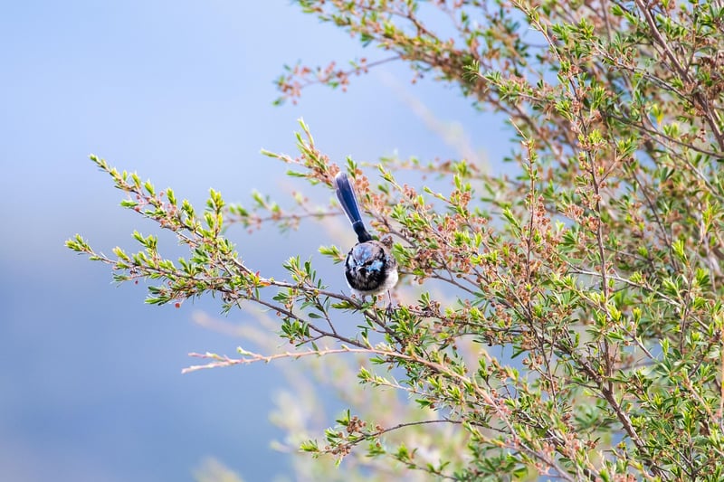 Fairy Wren